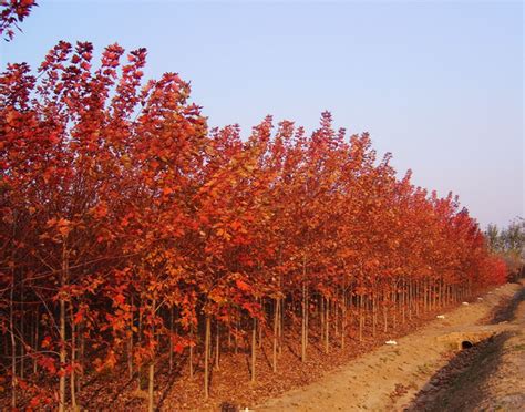 紅楓|紅楓(槭樹科植物紅楓):形態特徵,生長環境,分布範圍,主。